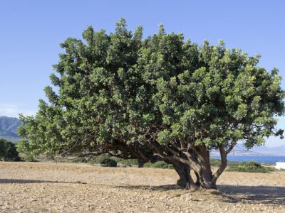 Planting for the Future by Counting our Blessings Today